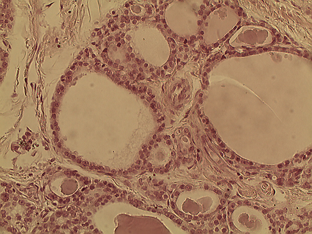 Which Is The Main Functions Of Simple Cuboidal Epithelium